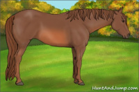Horse Color:Chestnut 