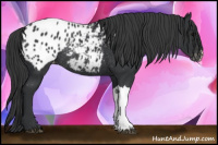 Horse Color:Black Appaloosa Rabicano 