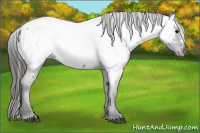 Horse Color:Brown Appaloosa