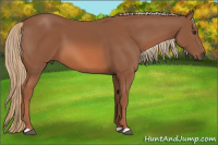 Horse Color:Liver Chestnut 