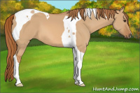 Horse Color:Red Dun Tobiano