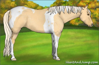 Horse Color:Palomino Dun Tobiano