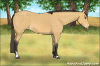 Horse Color:Buckskin Sabino 
