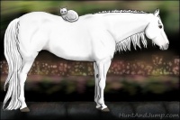 Horse Color:Gray Chestnut 