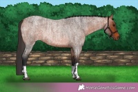 Horse Color:Brown Roan Rabicano and Brown Roan Rabicano