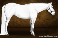 Horse Color:Gray Chestnut Splash Appaloosa 