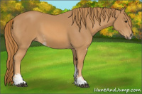 Horse Color:Chestnut Sabino 