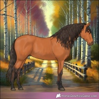 Horse Color:Unknown 