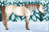 Horse Color:Gray Red Dun  Brindle