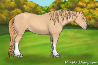 Horse Color:Gold Champagne