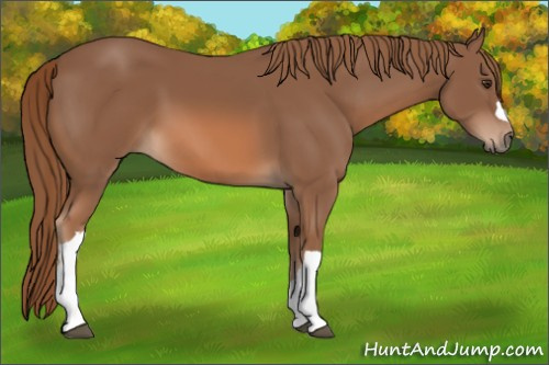 Horse Color: Liver Chestnut 