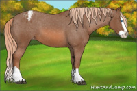 Horse Color:Chestnut Splash Appaloosa