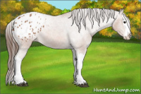 Horse Color:Bay Splash Appaloosa 