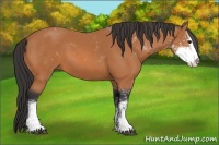Horse Color:Bay Sabino 