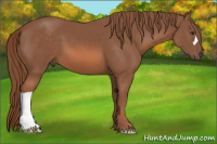 Horse Color:Liver Chestnut 