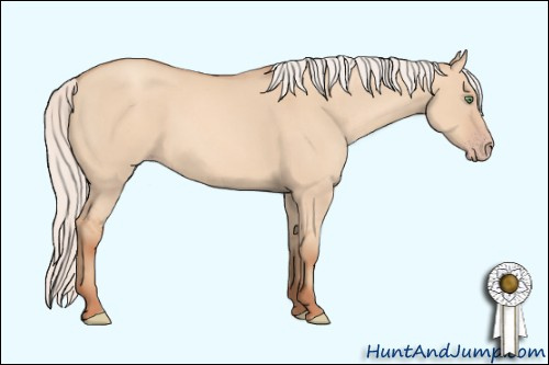 Horse Color: Unknown 