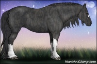 Horse Color:Black  Brindle
