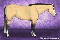 Horse Color:Buckskin Sabino Splash 