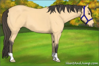 Horse Color:Buckskin 
