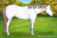 Horse Color:Amber Champagne Splash Appaloosa 