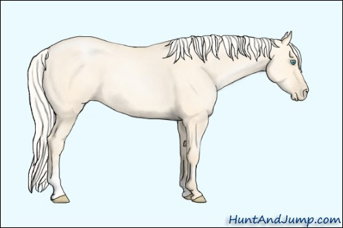 Horse Color: Unknown 