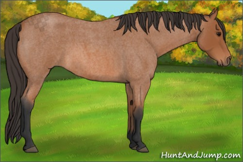 Horse Color: Bay Roan 