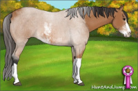 Horse Color:Bay Sabino 