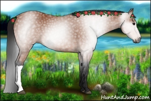 Horse Color:Gray Bay