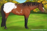 Horse Color:Brown Appaloosa 