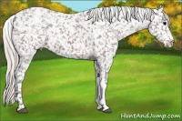 Horse Color:Silver Brown Snowcap 