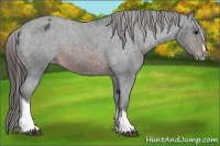 Horse Color:Brown Appaloosa 
