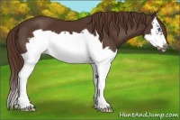 Horse Color:Liver Chestnut Splash Frame 