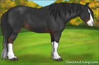 Horse Color:Liver Chestnut Splash 