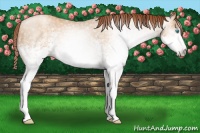 Horse Color:Gray White Spotted Amber Champagne Pearl