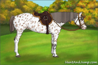 Horse Color:Bay Tobiano Appaloosa