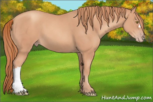 Horse Color: Gold Champagne 