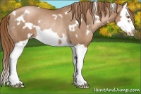 Horse Color:White Spotted Liver Chestnut Pearl Splash Frame Rabicano 