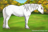Horse Color:Silver Brown Sabino Appaloosa 