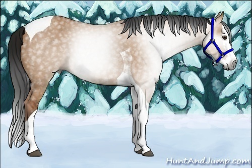 Horse Color:Gray Bay Dun Splash Tobiano 