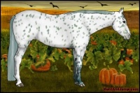 Horse Color:Watercolor Plaid  Bay Appaloosa 
