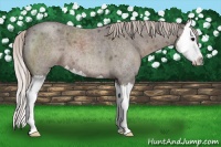 Horse Color:Silver Blue Roan Splash 
