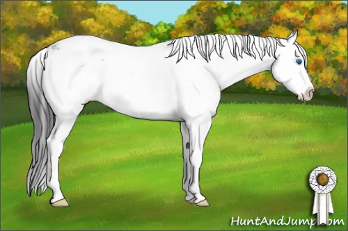 Horse Color: Black Sabino Splash 