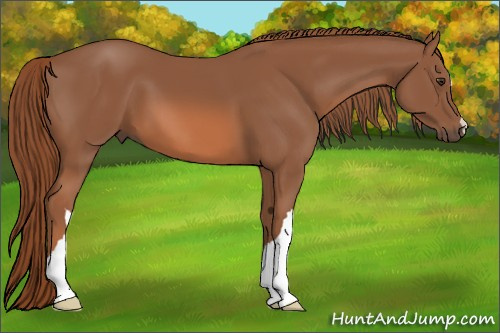 Horse Color:Liver Chestnut 