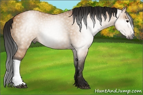 Horse Color:Gray Bay Dun 