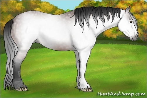 Horse Color:Gray Bay 