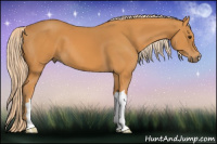 Horse Color:Chocolate Palomino 