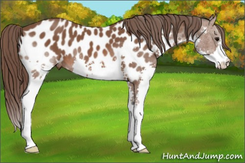 Horse Color: Bay Splash Near Leopard 