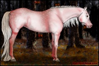 Horse Color:Gray Chestnut Rabicano