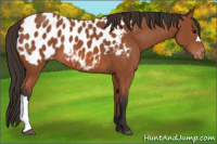 Horse Color:Bay Appaloosa 