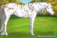 Horse Color:Bay Splash Appaloosa 